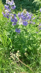 Polemonium caeruleum