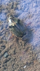 Thermonectus succinctus