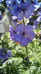 Polemonium caeruleum