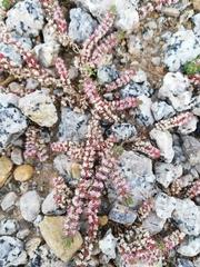 Illecebrum verticillatum