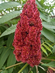 Rhus typhina