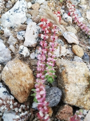 Illecebrum verticillatum