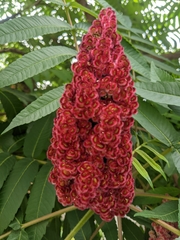 Rhus typhina