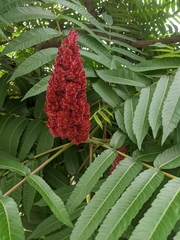 Rhus typhina
