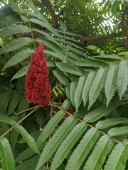 Rhus typhina