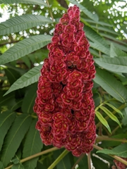 Rhus typhina