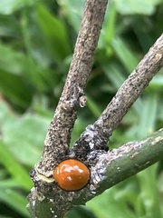 Chilocorus circumdatus