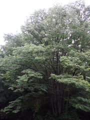 Zelkova serrata