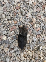 Talpa europaea