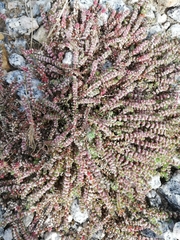 Illecebrum verticillatum