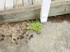 Plantago subnuda
