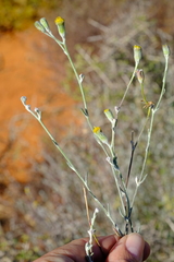 Senecio niveus