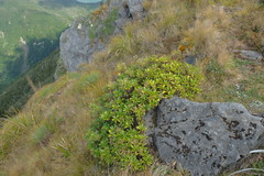 Traversia baccharoides