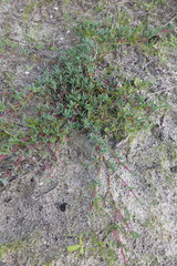 Lampranthus explanatus