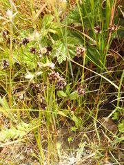 Juncus phaeocephalus