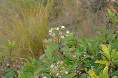 Traversia baccharoides