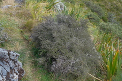 Coprosma cheesemanii