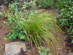 Carex lanceolata