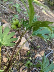 Cacaliopsis nardosmia