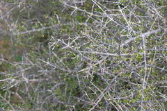 Coprosma cheesemanii