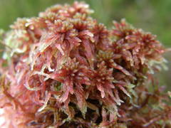 Sphagnum rubellum