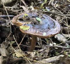 Pluteus microspermus