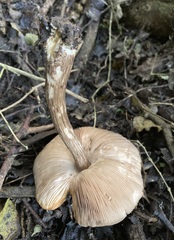 Pluteus microspermus