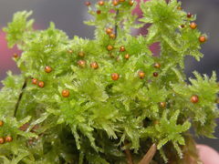 Sphagnum tenellum