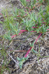 Lampranthus explanatus