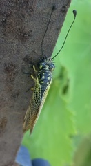 Libelloides ictericus