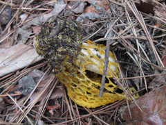 Phallus luteus
