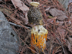 Phallus luteus