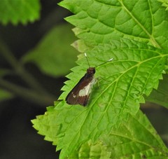 Sabera caesina