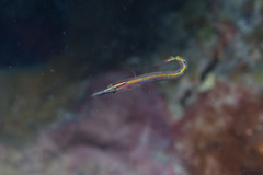 Lucayablennius zingaro