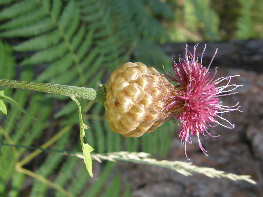 Rhaponticum exaltatum