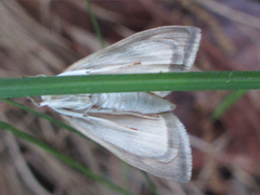 Lepidoptera
