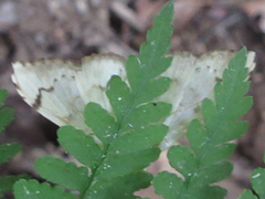 Neoanalthes contortalis
