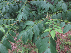 Picrasma quassioides