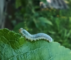 Monostegia