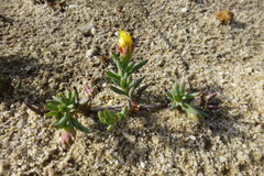 Lampranthus explanatus