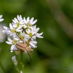 Macrodactylus subspinosus