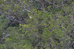 Lagarostrobos franklinii