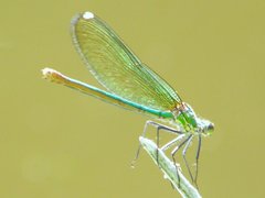 Calopteryx xanthostoma