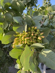 Pistacia vera