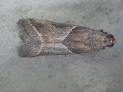 Nyctegretis lineana