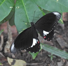 Papilio ambrax