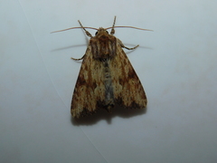 Apamea sublustris