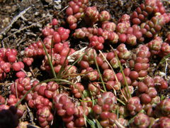Sedum brevifolium