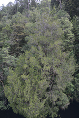 Lagarostrobos franklinii