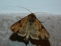 Apamea sublustris